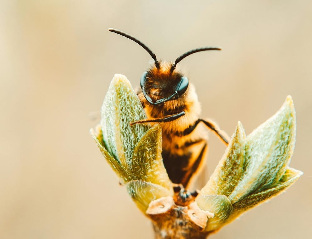 Eine Biene auf der Blüte einer Pflanze