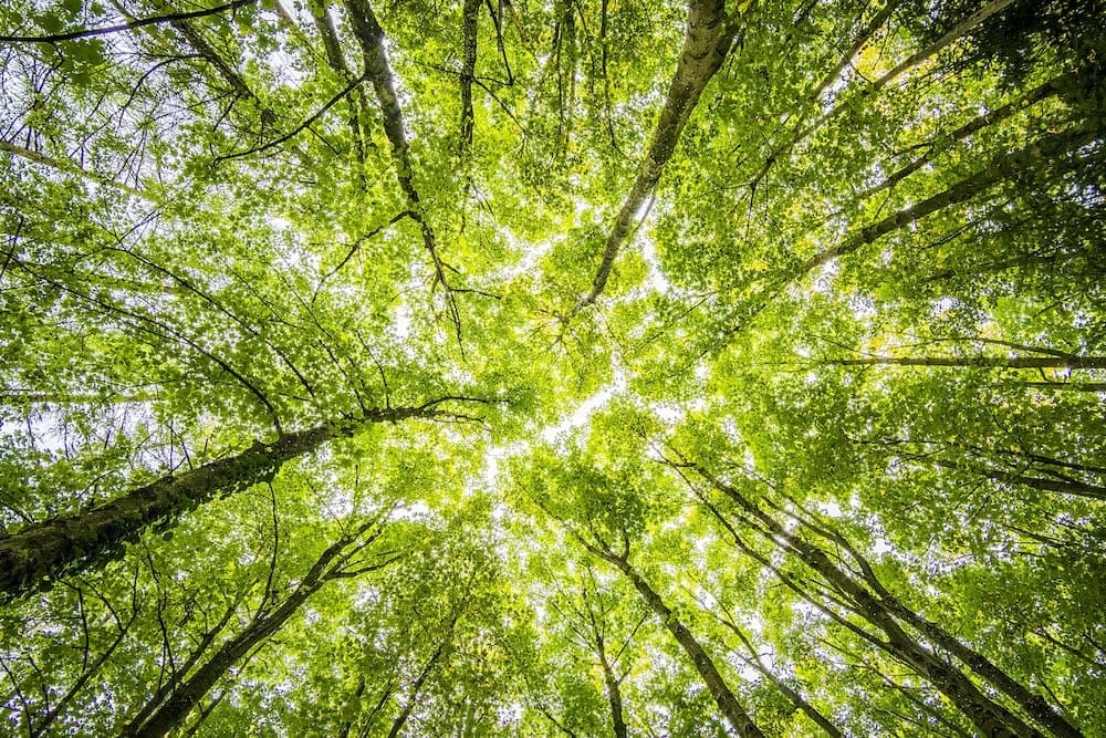 Baumkronen in einem Wald mit grünem Laub aus der Froschperspektive Baumkronen in einem Wald mit grünem Laub aus der Froschperspektive